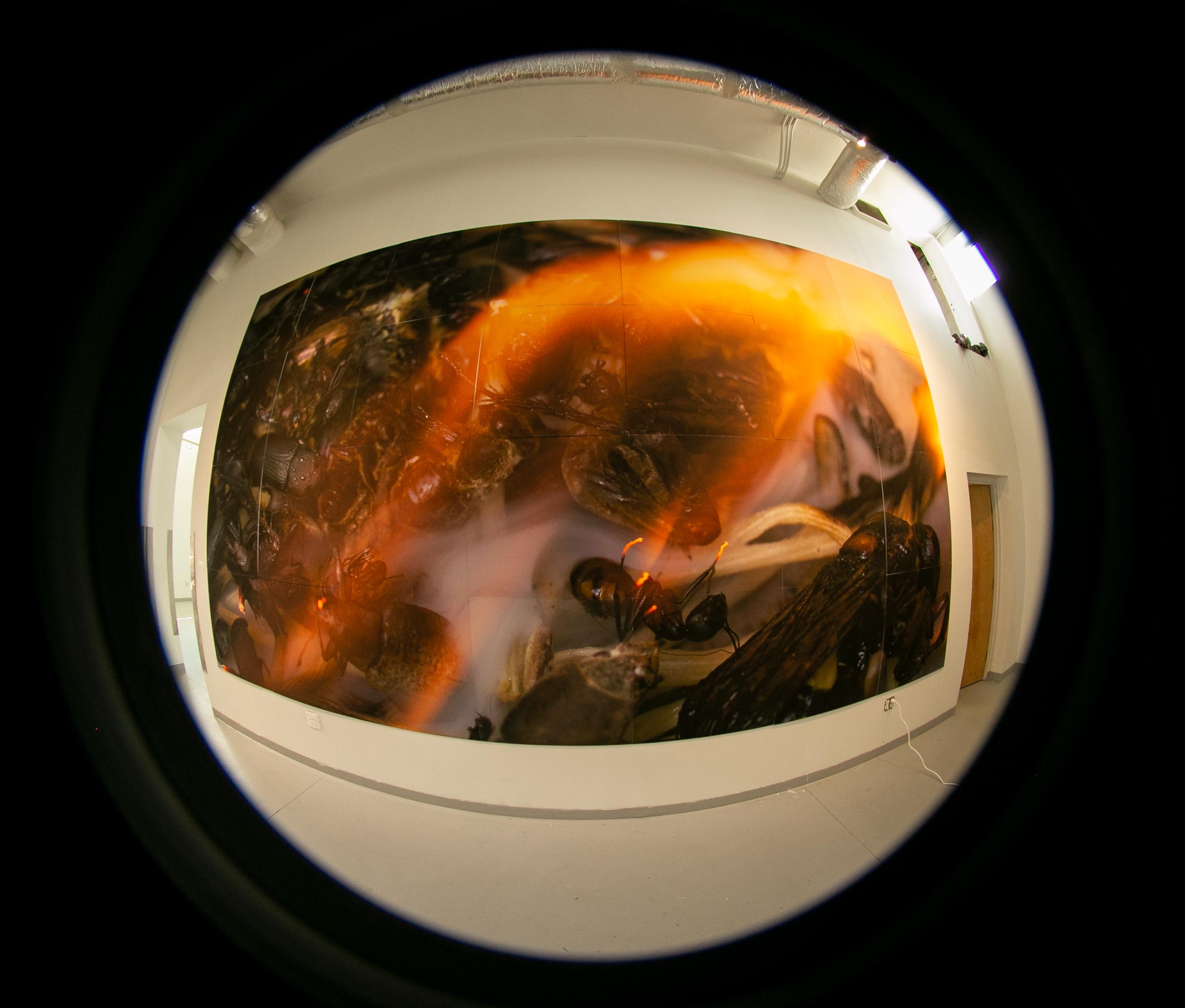 Myrmecophilic genesis